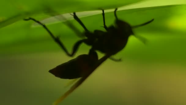 Nid Guêpes Attaché Arbre — Video