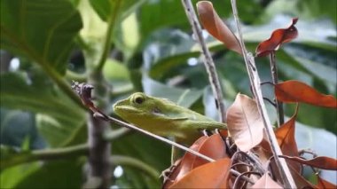 Ağacın üzerinde sürünen HD Video Chameleon Mane (Bronchocela jubata). Agamidae kabilesinden bir ağaç kertenkelesi türü. Uçan kertenkele grubu (Draco Sp.)