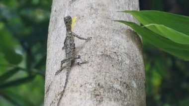 Ağacın üzerinde sürünen HD Video Chameleon Mane (Bronchocela jubata). Agamidae kabilesinden bir ağaç kertenkelesi türü. Uçan kertenkele grubu (Draco Sp.)