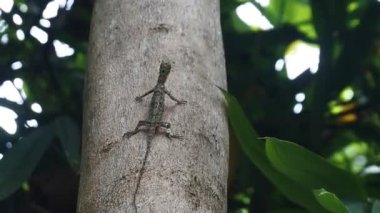 Ağacın üzerinde sürünen HD Video Chameleon Mane (Bronchocela jubata). Agamidae kabilesinden bir ağaç kertenkelesi türü. Uçan kertenkele grubu (Draco Sp.)