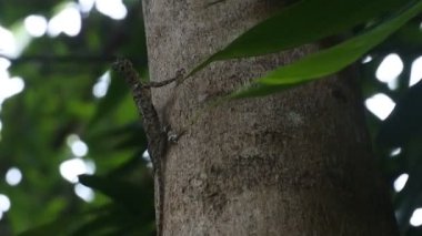 Ağacın üzerinde sürünen HD Video Chameleon Mane (Bronchocela jubata). Agamidae kabilesinden bir ağaç kertenkelesi türü. Uçan kertenkele grubu (Draco Sp.)