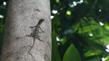 Ağacın üzerinde sürünen HD Video Chameleon Mane (Bronchocela jubata). Agamidae kabilesinden bir ağaç kertenkelesi türü. Uçan kertenkele grubu (Draco Sp.)