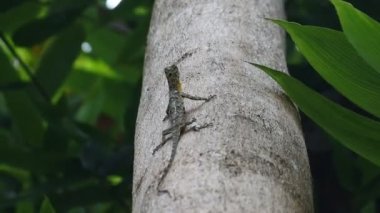 Ağacın üzerinde sürünen HD Video Chameleon Mane (Bronchocela jubata). Agamidae kabilesinden bir ağaç kertenkelesi türü. Uçan kertenkele grubu (Draco Sp.)
