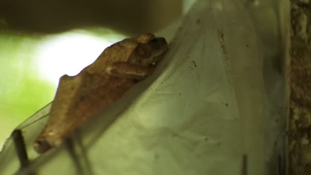 Closeup Shot Frog Brown Wood Frogs Day Frog One Amphibian — Video