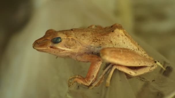 Closeup Shot Frog Brown Wood Frogs Day Frog One Amphibian — Video