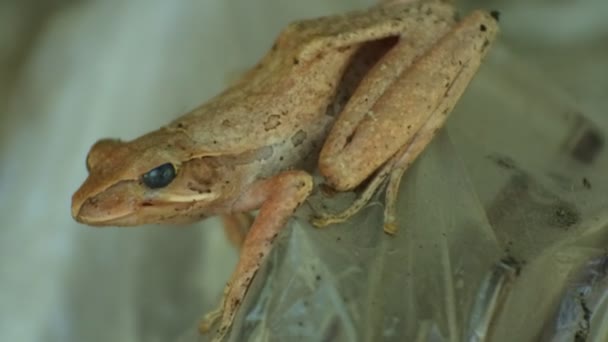 Closeup Shot Frog Brown Wood Frogs Day Frog One Amphibian — Video