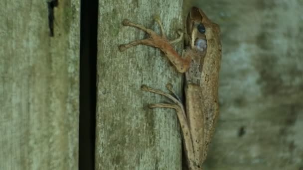 一只青蛙在棕色的木头上拍的特写镜头 青蛙在白天 青蛙是一种能在陆地和水中生存的两栖动物 — 图库视频影像