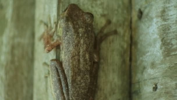 Closeup Shot Frog Brown Wood Frogs Day Frog One Amphibian — Vídeo de Stock