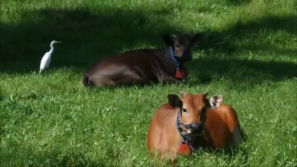 Garza Acercó Vaca Que Pastaba Animales Amistad Vídeos — Vídeo de stock