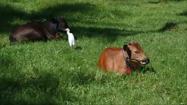 Garza Acercó Vaca Que Pastaba Animales Amistad Vídeos — Vídeos de Stock