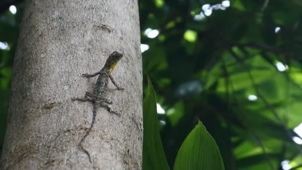 Video Chameleon Mane Bronchocela Jubata Crawling Tree Species Tree Lizard — Wideo stockowe