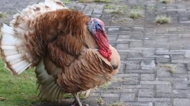 Hindi evin önünde. Canlı güzel hindinin görüntüleri. Kırmızı hindiler aynı anda ses HD Video verir.