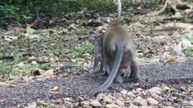 primat hayatı. Endonezya 'nın merkezindeki Blora' daki kutsal terawang mağarasında maymunlar. Memelilerin HD videolarını kapat.