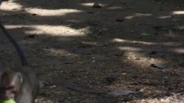 primat hayatı. Endonezya 'nın merkezindeki Blora' daki kutsal terawang mağarasında maymunlar. Memelilerin HD videolarını kapat.