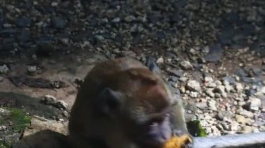 Maymun, Endonezya 'nın merkezindeki Blora' daki kutsal terawang mağarasında sarı mango meyvesi yiyor. Memelilerin HD videolarını kapat. meyve yerken primat hayatı. 
