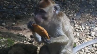 Maymun, Endonezya 'nın merkezindeki Blora' daki kutsal terawang mağarasında sarı mango meyvesi yiyor. Memelilerin HD videolarını kapat. meyve yerken primat hayatı. 