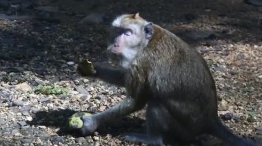 Maymun, Endonezya 'nın merkezindeki Blora' daki kutsal terawang mağarasında sarı mango meyvesi yiyor. Memelilerin HD videolarını kapat. meyve yerken primat hayatı. 
