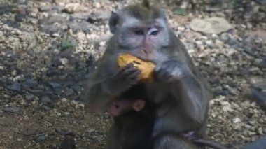 Meyve yerken primat hayatı. Maymun, Endonezya 'nın merkezindeki Blora' daki kutsal terawang mağarasında sarı mango meyvesi yiyor. Memelilerin HD videolarını kapat.