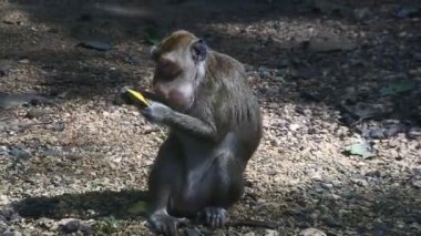 Meyve yerken primat hayatı. Maymun, Endonezya 'nın merkezindeki Blora' daki kutsal terawang mağarasında sarı mango meyvesi yiyor. Memelilerin HD videolarını kapat.