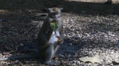 Meyve yerken primat hayatı. Maymun, Endonezya 'nın merkezindeki Blora' daki kutsal terawang mağarasında sarı mango meyvesi yiyor. Memelilerin HD videolarını kapat.