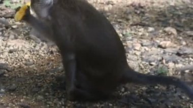 Meyve yerken primat hayatı. Maymun, Endonezya 'nın merkezindeki Blora' daki kutsal terawang mağarasında sarı mango meyvesi yiyor. Memelilerin HD videolarını kapat.