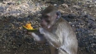 Meyve yerken primat hayatı. Maymun, Endonezya 'nın merkezindeki Blora' daki kutsal terawang mağarasında sarı mango meyvesi yiyor. Memelilerin HD videolarını kapat.