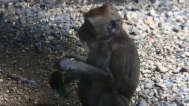 Meyve yerken primat hayatı. Maymun, Endonezya 'nın merkezindeki Blora' daki kutsal terawang mağarasında sarı mango meyvesi yiyor. Memelilerin HD videolarını kapat.