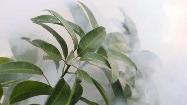 Mango yaprakları yanan çöpten çıkan dumana maruz kalır. Sis, yüksek çözünürlüklü video bırakır. soyut video yaprakları ve duman.