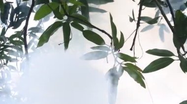 Mango yaprakları yanan çöpten çıkan dumana maruz kalır. Sis, yüksek çözünürlüklü video bırakır. soyut video yaprakları ve duman.