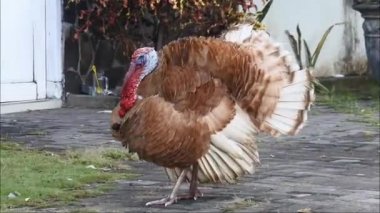 Hindi evin önünde. Canlı güzel hindinin görüntüleri. Kırmızı hindiler aynı anda ses HD Video verir.