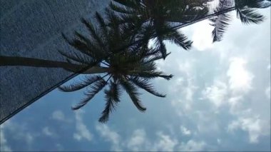 Hindistan cevizi ağaçlarının görüntüleri kurbağanın bakış açısından. Tropikal ülke içeriği için uygun. Siyah ağların arkasında hindistan cevizi ağaçları