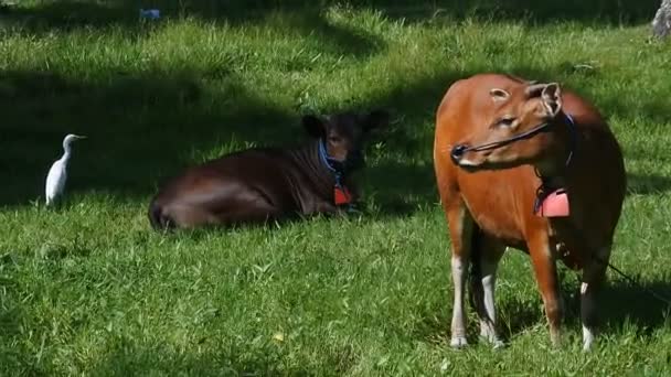 挨拶が放牧牛に近づきました 動物の友情ビデオ — ストック動画
