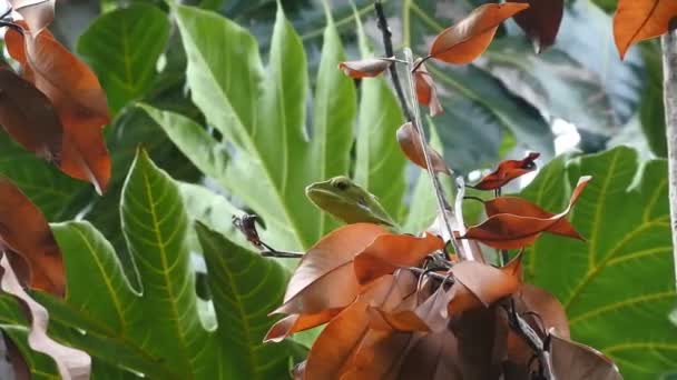 Green Chameleon Dry Tree Branch Video — Stockvideo