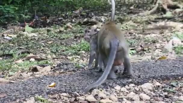 Het Primaat Leven Apen Bij Heilige Terawang Grot Blora Centraal — Stockvideo