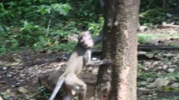 Primate Life Monkeys Sacred Terawang Cave Blora Central Java Indonesia — 图库视频影像