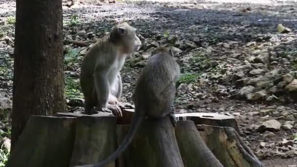 私生活だ ブララ 中央ジャワ州 インドネシアの神聖なTerawang洞窟で猿 哺乳類のHdビデオの閉じる — ストック動画