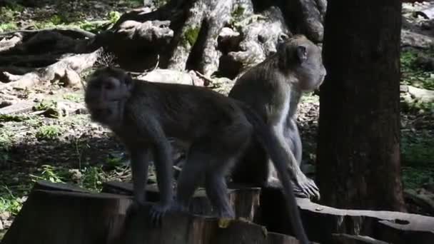 Primate Life Monkeys Sacred Terawang Cave Blora Central Java Indonesia — Vídeo de Stock