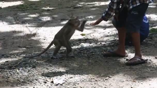 Child Gives Food Number Monkeys Any Fear Front Terawang Cave — Vídeo de Stock