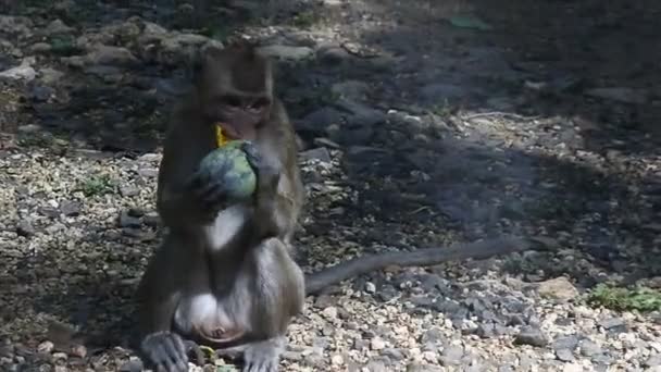 サルは インドネシア中部ジャワ州ブララの神聖なテラワン洞窟で黄色のマンゴーフルーツを食べます 哺乳類のHdビデオを閉じます 実を食べながらの私生活は — ストック動画