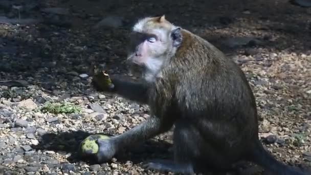 サルは インドネシア中部ジャワ州ブララの神聖なテラワン洞窟で黄色のマンゴーフルーツを食べます 哺乳類のHdビデオを閉じます 実を食べながらの私生活は — ストック動画