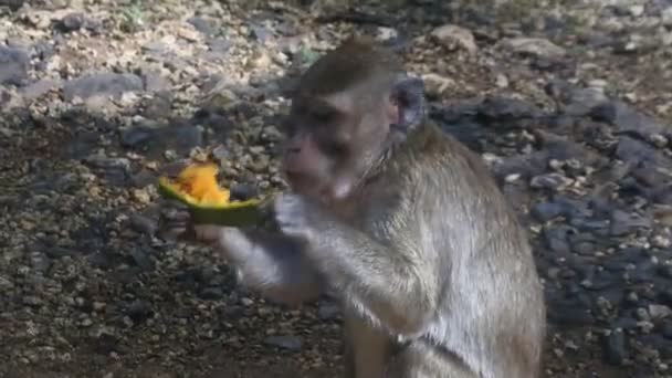 果実を食べながらの私生活 サルは インドネシア中部ジャワ州ブララの神聖なテラワン洞窟で黄色のマンゴーフルーツを食べます 哺乳類のHdビデオの閉じる — ストック動画