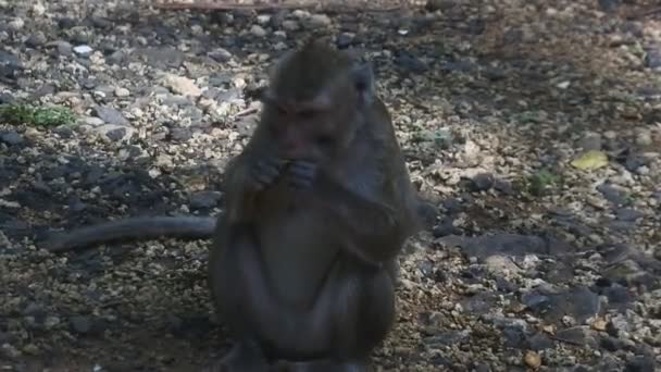 Primate Life While Eating Fruit Monkey Eat Yellow Mango Fruit — Vídeo de Stock