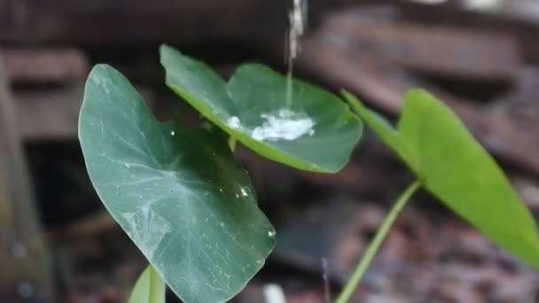 Water Falls Taro Leaves Dry Leaves Even Wet — Vídeo de Stock