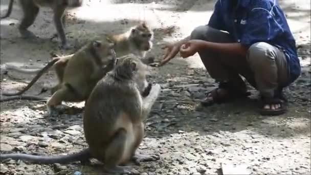 Child Gives Food Number Monkeys Any Fear Front Terawang Cave — Vídeo de Stock