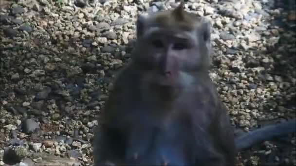 Primate Life While Eating Fruit Monkey Eat Yellow Mango Fruit — Wideo stockowe