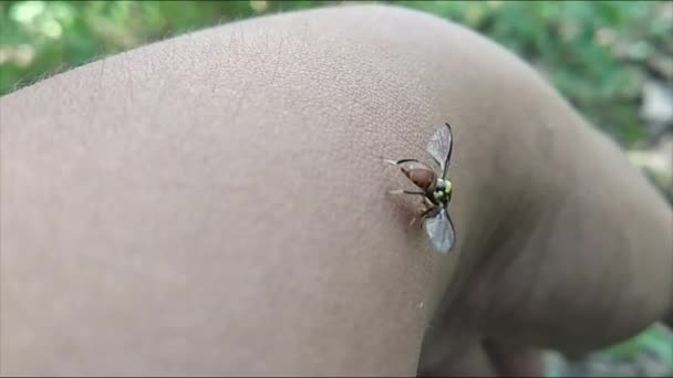 Wasp Crawling Hand — стоковое видео