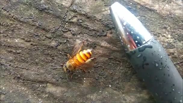 Wasp Crawling Old Wood Pen Footage — Vídeo de stock