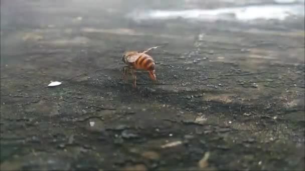 Wasp Crawling Old Wood Pen Footage — Video Stock