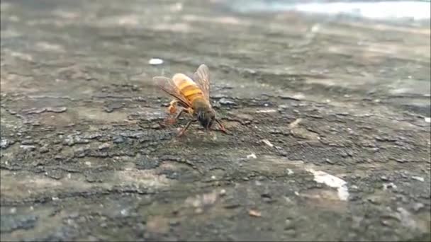 Wasp Crawling Old Wood Pen Footage — Vídeo de Stock