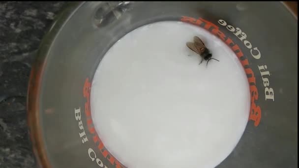 Wasp Fell Glass Milk — Vídeo de Stock